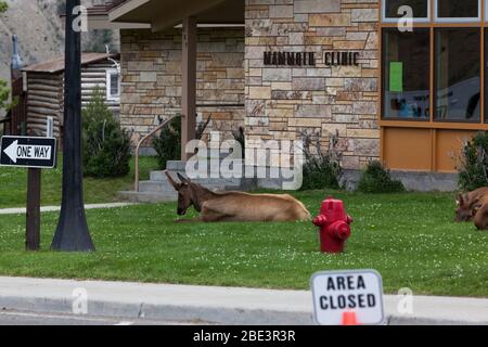 YELLOWSTONE NATIONAL PARK, États-Unis - 14 juillet 2014 : des wapitis de taureaux de velours se posant dans la cour de la Mammoth Clinic, dans le parc national de Yellowstone, Wyoming. Banque D'Images