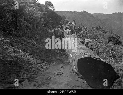 Une équipe de taureaux qui retire les grumes de l'arbre kauri dans un peuplement de brousse indigène près de Piha dans l'île du Nord de la Nouvelle-Zélande, vers 1915, par photographe Albert Percy Godber Banque D'Images