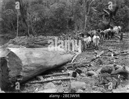 Une équipe de taureaux qui retire les grumes de l'arbre kauri dans un stand de brousse indigène près de Piha dans l'île du Nord de la Nouvelle-Zélande, vers 1915, par le photographe Albert Percy Godber Banque D'Images