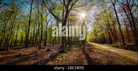 Belle forêt verte avec soleil brillant à travers. Sentier forestier pour la marche et le vélo. Kottenforst, Allemagne. Banque D'Images