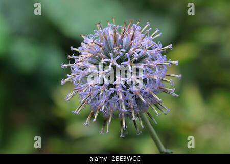 Echinops est un genre d'environ 120 espèces de plantes à fleurs de la famille des Marguerite Asteraceae, communément appelée thistles du globe. Banque D'Images