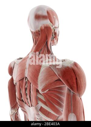 Muscles du dos profond, illustration. Banque D'Images