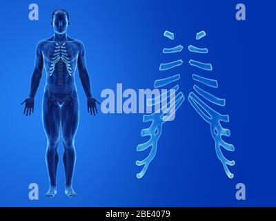 Cartilage costal humain, illustration. Banque D'Images