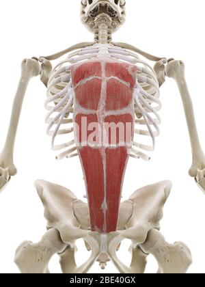 Muscle abdominis du rectus, illustration. Banque D'Images