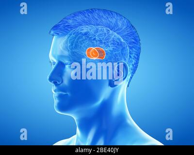 Thalamus du cerveau, illustration. Banque D'Images