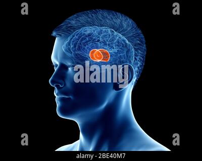 Thalamus du cerveau, illustration. Banque D'Images