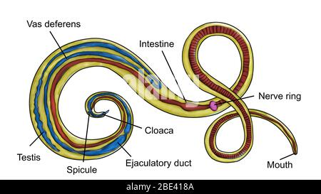 Ver à soie mâle (Trichuris trichiura), parasite nématode chez l'homme, illustration informatique. L'avant du ver (en haut à gauche) est étroit et pointé comme un cheveu ou fouet. L'arrière est cinq ou six fois plus large. Les vers adultes vivent dans l'intestin, l'extrémité avant étant enfouie dans la paroi intestinale. Les vers peuvent vivre pendant plusieurs années, généralement sans causer beaucoup de mal à l'hôte. Lorsque l'infestation est grave, la diarrhée, la dysenterie et l'anémie peuvent en résulter. L'intestin du ver est rouge foncé, les testicules, les déférents de vas et le conduit éjaculatoire sont bleus et le nerf est violet. Banque D'Images