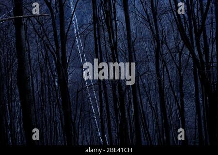 Bouleau argenté (Betula pendula) arbres dans la forêt la nuit. Banque D'Images