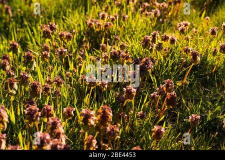Un champ de fleurs violettes qui brille au soleil du matin en Colombie-Britannique, au Canada Banque D'Images