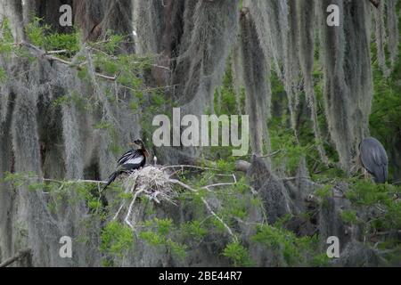 Mère et bébé Anhinga dans un nid, avec un grand héron bleu dormant sur une branche voisine. Lac Wales, Floride, États-Unis Banque D'Images