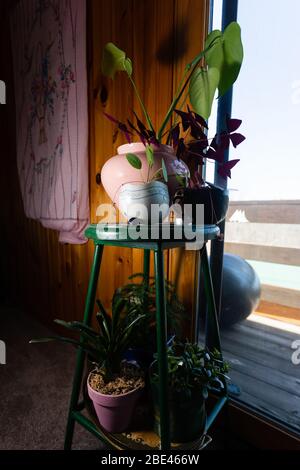 Tabouret à plusieurs niveaux recouvert de plantes en pots dans la maison à parois de bois avec tapisserie rose et fenêtre avec porche sur fond bleu clair ciel Banque D'Images