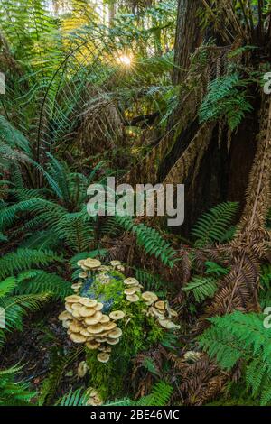 Le pic du soleil traverse une flore forestière tempérée qui présente un magnifique groupe de champignons à la base d'un géant forestier dans le parc des peuples de Strahan, en Tasmanie. Banque D'Images