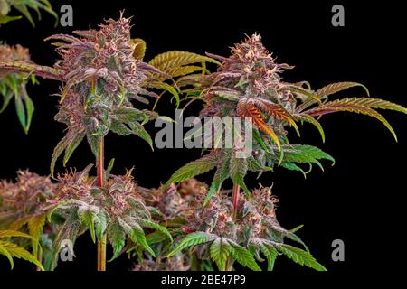 Plante de marijuana en phase de floraison tardive; Studio Banque D'Images