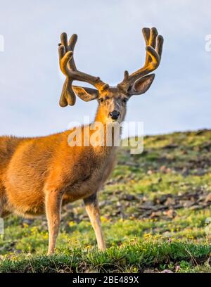 Buck de cerf mulet (Odocoileus hemionus) avec porte-dents; Steamboat Springs, Colorado, États-Unis d'Amérique Banque D'Images