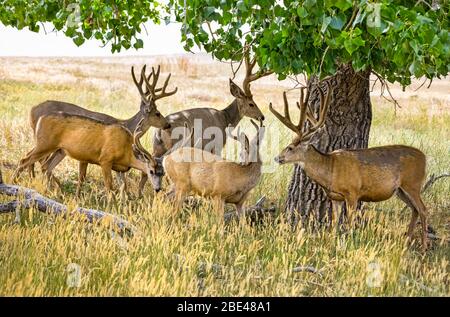 Le troupeau de cerfs de Mule (Odocoileus hemionus) se rassemblait autour d'un arbre; Steamboat Springs, Colorado, États-Unis d'Amérique Banque D'Images