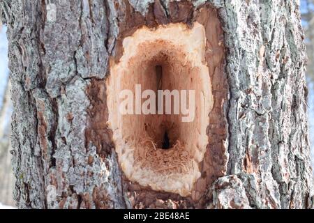 Gros plan sur un trou profond dans un tronc d'arbre fait par un pic pileé. Bois ébréché fait par un pic. Banque D'Images