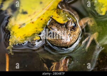 Une grenouille à pattes rouges du Nord (Rana aurora) se trouve au printemps en Oregon; Astoria, Oregon, États-Unis d'Amérique Banque D'Images