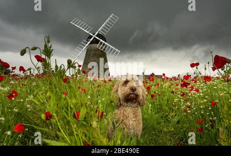 Un mignon chien Cockapoo est assis dans un champ de pavot en premier plan avec le moulin à vent de Whitburn en arrière-plan; Whitburn, Tyne et Wear, Angleterre Banque D'Images