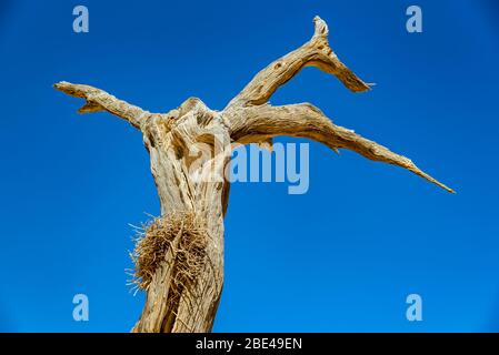 Arbre de Thorn de chameau (Vachellia erioloba) contre un arbre bleu, Deadvlei, désert de Namib, Parc national de Namib-Naukluft; Namibie Banque D'Images