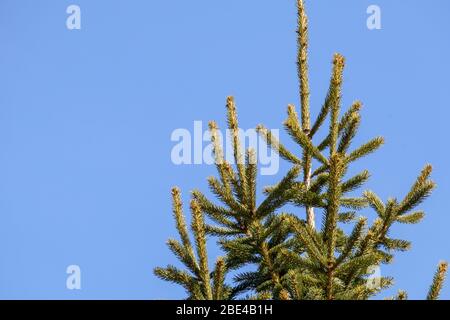 Le sommet d'un arbre d'épinette, un vert éternel dans la famille des pins, se dresse contre un ciel bleu solide à la lumière du jour. Les branches et les aiguilles fines de l'arbre sont Banque D'Images