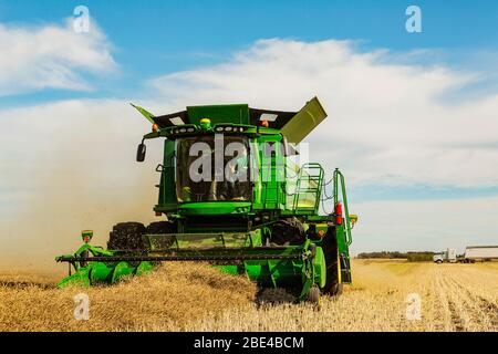 Un père et un fils conduisant une moissonneuse-batteuse dans un champ alors qu'un camion à grains attend sa prochaine charge pendant une récolte de canola; Legal, Alberta, Canada Banque D'Images