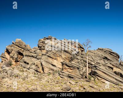 Boab (Adansonia gregorii) et formations rocheuses calcaires du récif du Dévonien sur Fairfield-Leopold Downs Rd, les Kimberley Banque D'Images