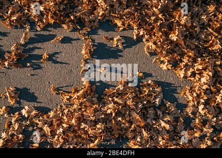 Laissez sécher les feuilles d'automne sur la route. Vue du dessus. Banque D'Images