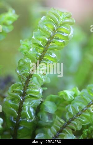 Plagiochila asplenioides, connue sous le nom de mousse de Featherwort Banque D'Images