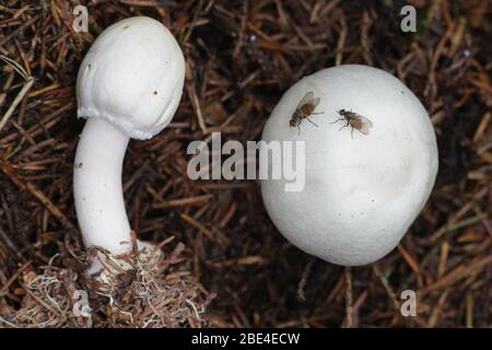 Agaricus silvicola (syn. Agaricus sylvicola), connu sous le nom de champignon sauvage comestible de la Finlande Banque D'Images
