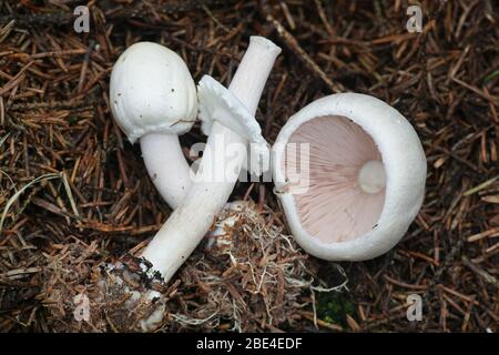 Agaricus silvicola (syn. Agaricus sylvicola), connu sous le nom de champignon sauvage comestible de la Finlande Banque D'Images