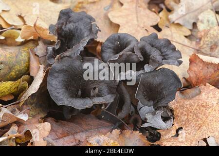 Craterellus cornucopioides, communément connu sous le nom de la corne de l'abondance, chanterelle noire ou trompette des morts, un délicieux champignon sauvage de Finlande Banque D'Images