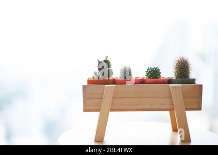 Mini cactus dans la casserole sur la boîte en bois près de winsow Banque D'Images