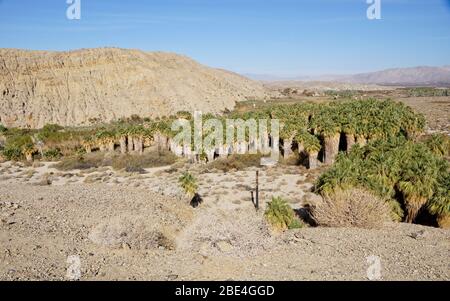 Thousand Palms dans la réserve de Coachella Valley en Californie États-Unis Banque D'Images