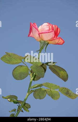 Belle fleur rose Banque D'Images