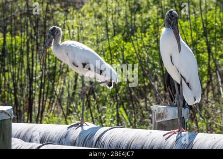 Deux cimes de bois (Mycteria americana) à Ponte Vedra Beach, Floride. (ÉTATS-UNIS) Banque D'Images