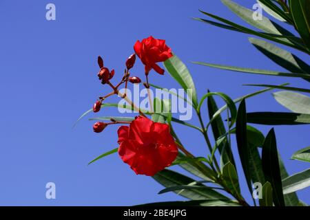Oleander Nérium en fleurs rouges en avril devant le ciel azure, les fleurs d'oléander et les feuilles vertes au printemps Banque D'Images