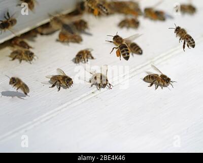 gros plan sur les abeilles entrant et sortant de ruche blanche avec espace de copie Banque D'Images