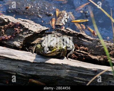 crapauds assis sur un morceau de bois dans un étang Banque D'Images