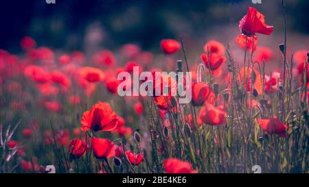Belle photo de petits-fonds de fleurs rouges au Pakistan Banque D'Images