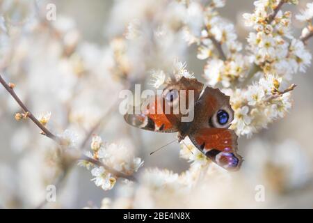 Le papillon de paon se nourrissant de fleurs de hedgeriw dans une ferme de Northumberland, en Angleterre, au début du printemps, une journée ensoleillée. Banque D'Images