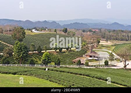 Beau paysage à Choui Fong Tea Plantation, Mae Chan, Thaïlande du Nord, Asie Banque D'Images