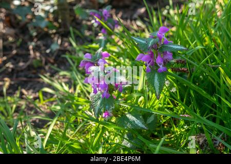 Belles fleurs d'ortie pourpre (nom latin: Lamium purpurum) dans un champ d'herbe Banque D'Images