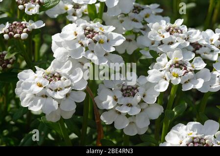 Vivaces ou Evergreen Candytuft - Iberis sempervirens fleurs blanches Banque D'Images