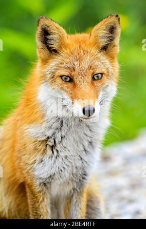 Kitakitsune (renard roux d'Ezo) à Hokkaido, Japon Banque D'Images