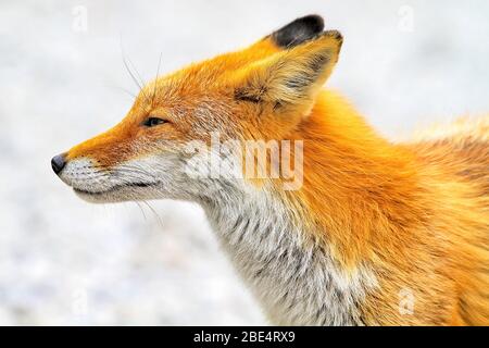 Kitakitsune (renard roux d'Ezo) à Hokkaido, Japon Banque D'Images