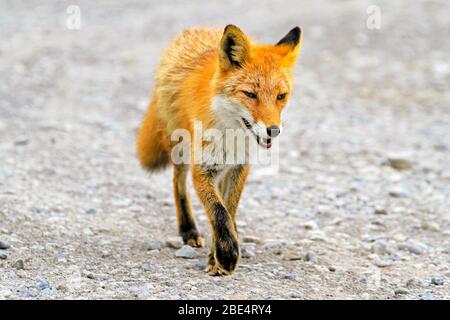 Kitakitsune (renard roux d'Ezo) à Hokkaido, Japon Banque D'Images