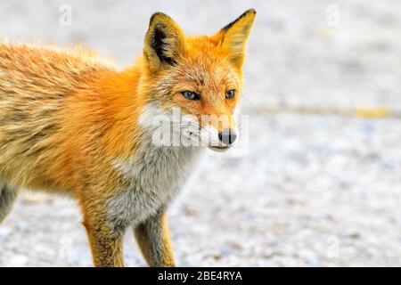 Kitakitsune (renard roux d'Ezo) à Hokkaido, Japon Banque D'Images