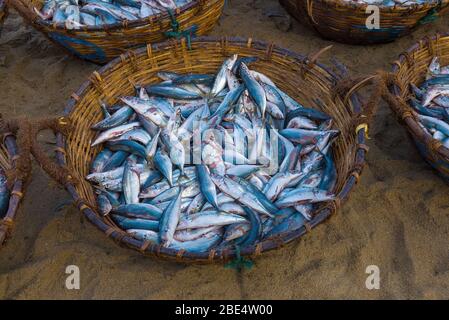 Panier avec poisson pêché gros plan. Marché du poisson à Negombo, Sri Lanka Banque D'Images