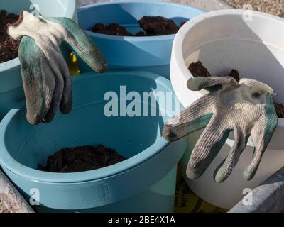 Les gants de jardinage se trouvent sur des pots de fleurs avec du sol dans la brouette au printemps. Gros plan. Banque D'Images