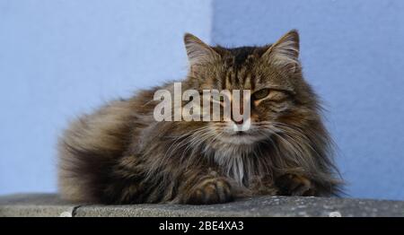 chats dans les environs Banque D'Images